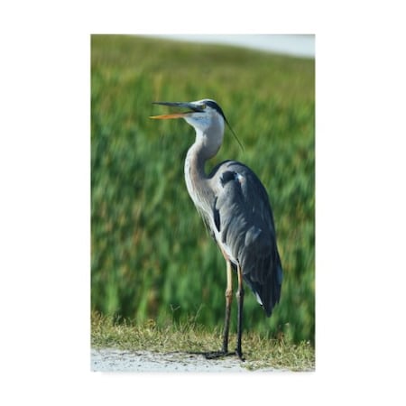 Robert Michaud 'Great Blue Heron Portrait' Canvas Art,22x32